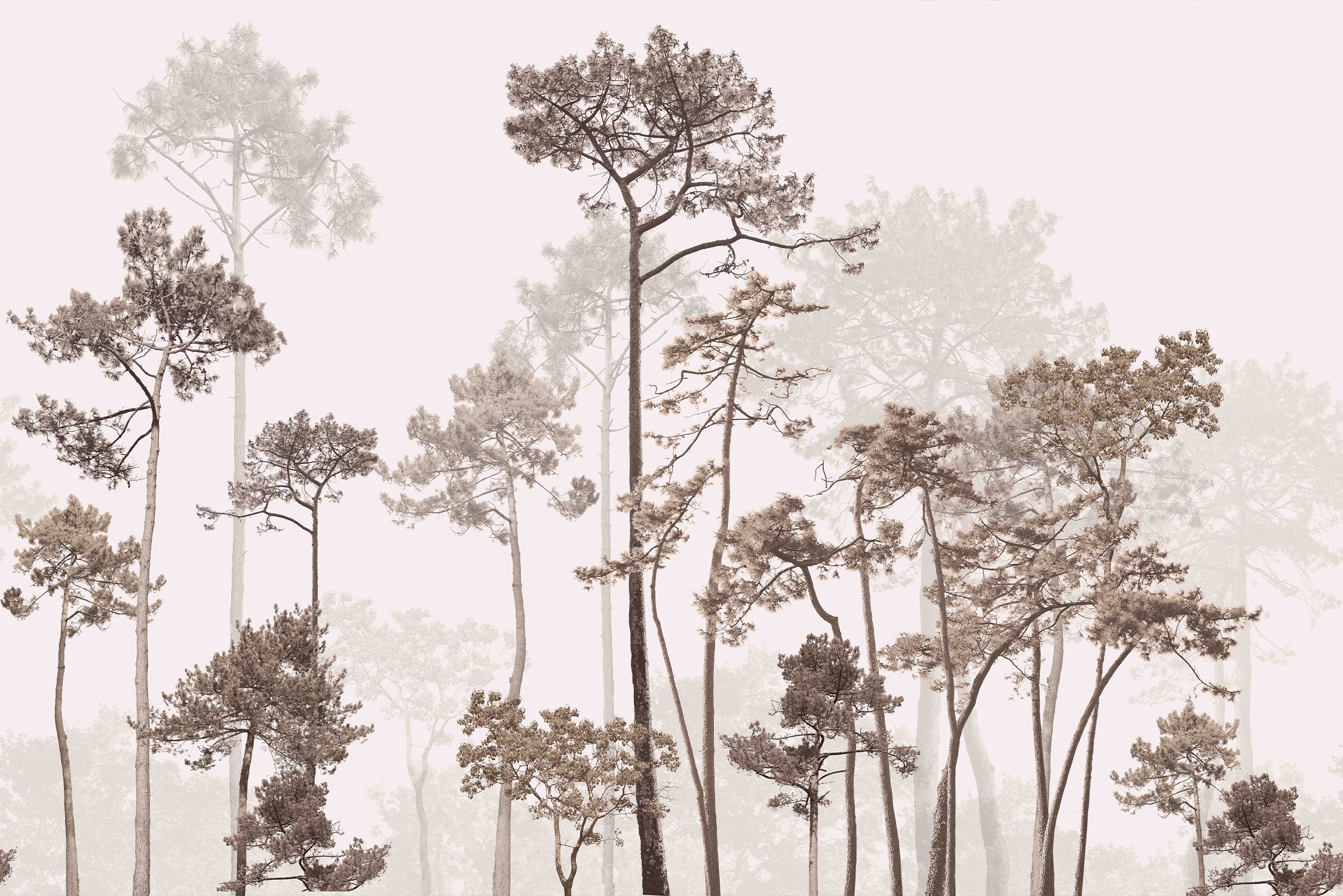 Forest Foggy Peel and Stick Wall Mural